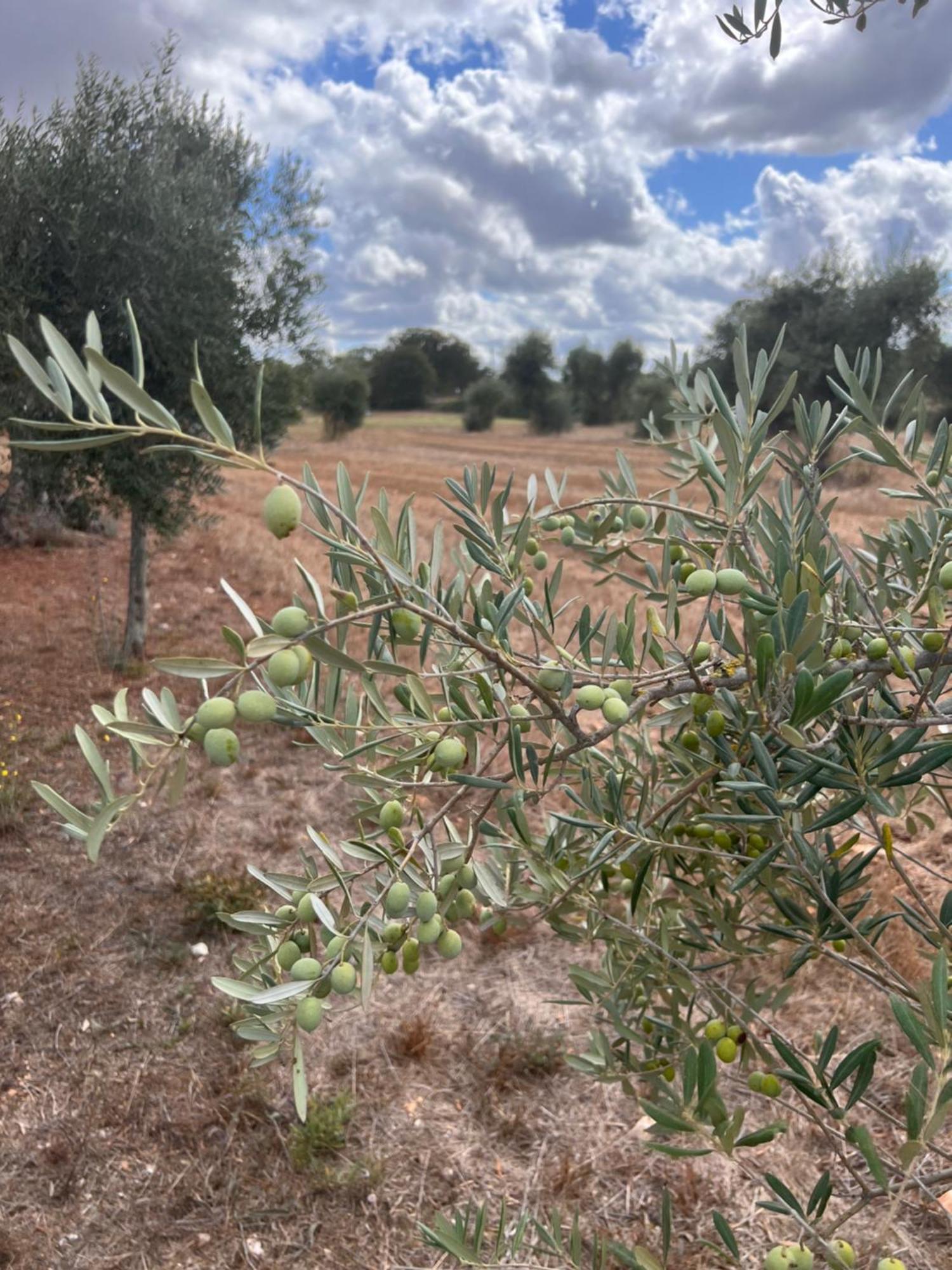 Masseria Battaglini Martina Franca Eksteriør billede